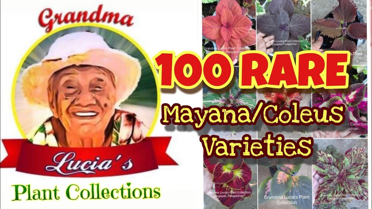 100 Rare Mayana/Coleus Varieties