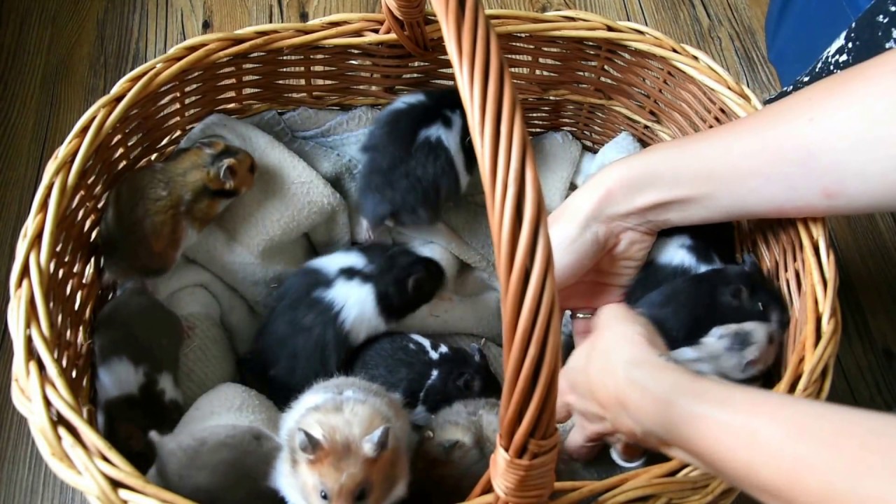 Junge Teddyhamster und Goldhamster - Hamstermania