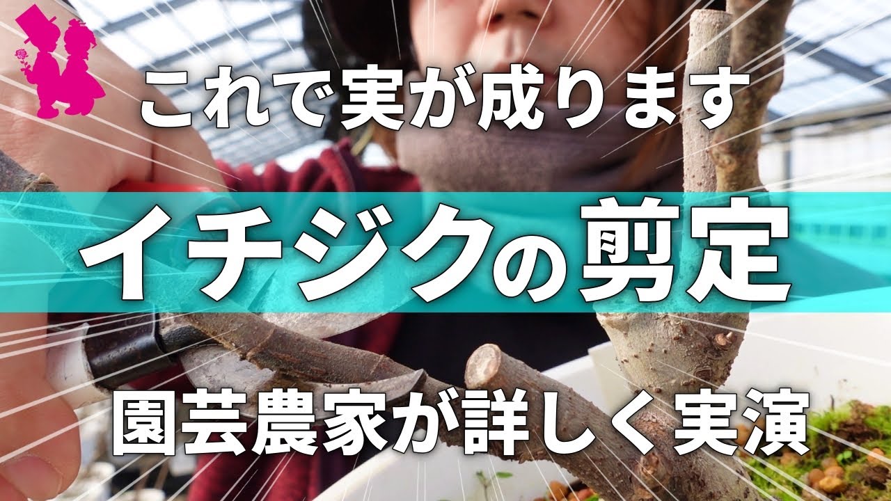 【保存版】イチジクの剪定を園芸農家が超詳しく実演＆解説します