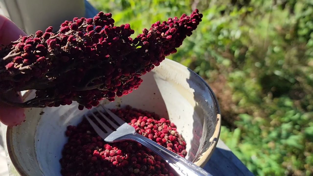 How to prepare Sumac Berries for Homemade seasoning