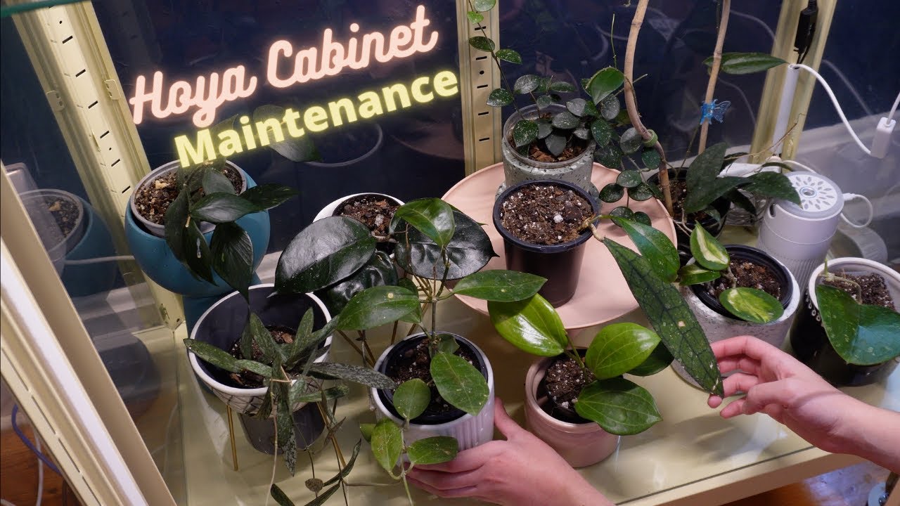 Hoya Cabinet Plant Chores | Repotting, Propagation