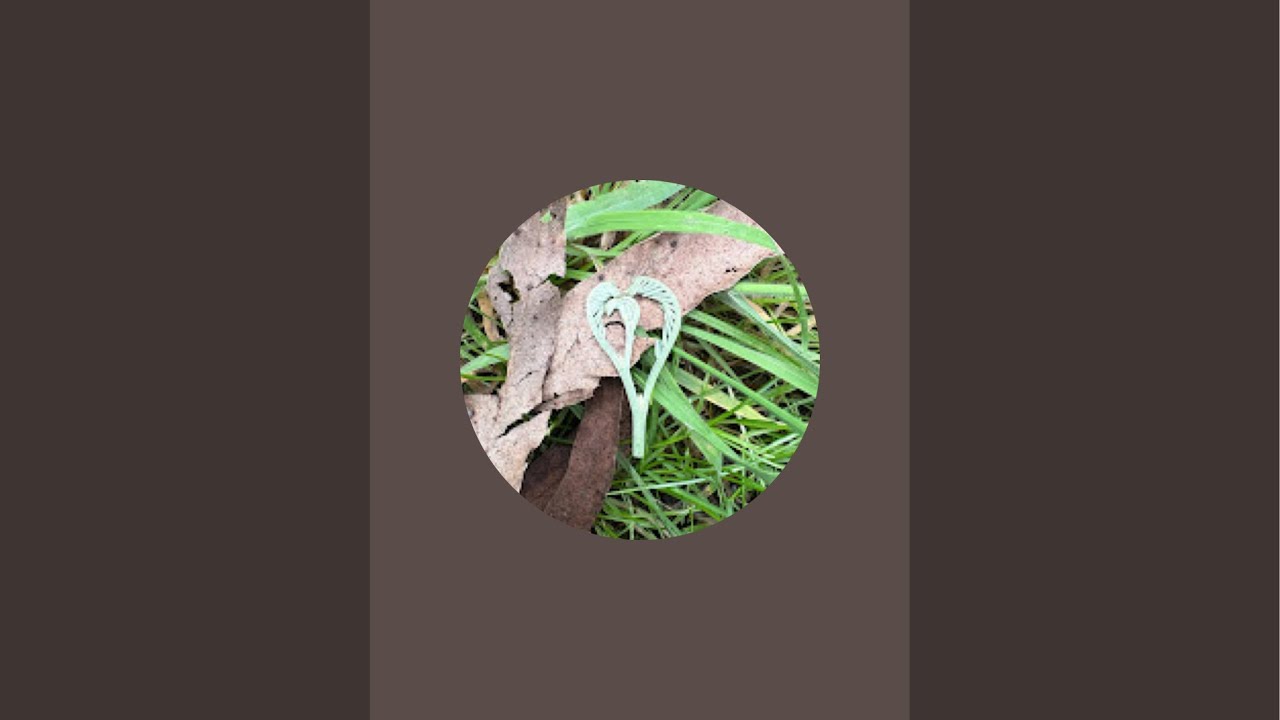Healing Nature 🌿 is live
