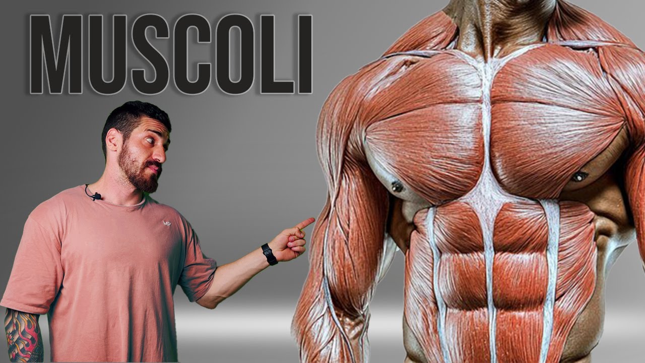 Muscoli: come sono fatti e come funzionano
