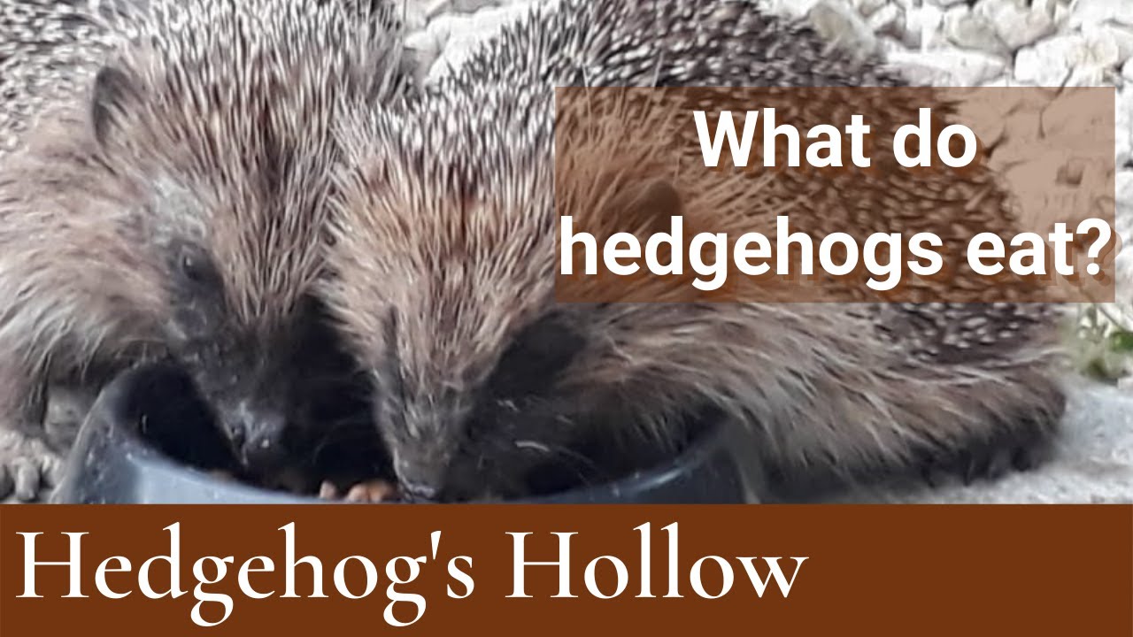 What Food is harmful to Hedgehogs? | Hedgehog's Hollow