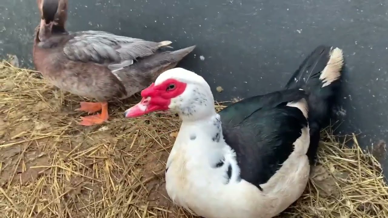 Индоут( селезень) поранил лапу🥺сколько сегодня яиц🧐