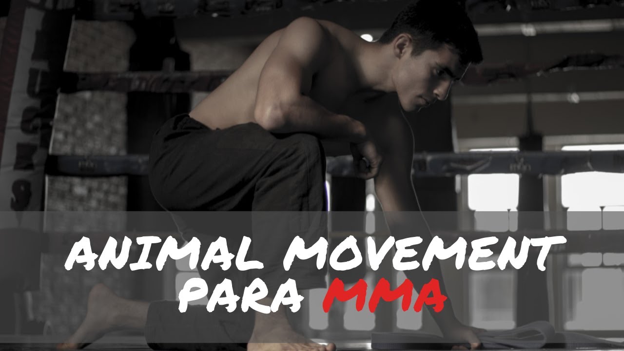 20 Minutos de Animal Movement para MMA (follow along)