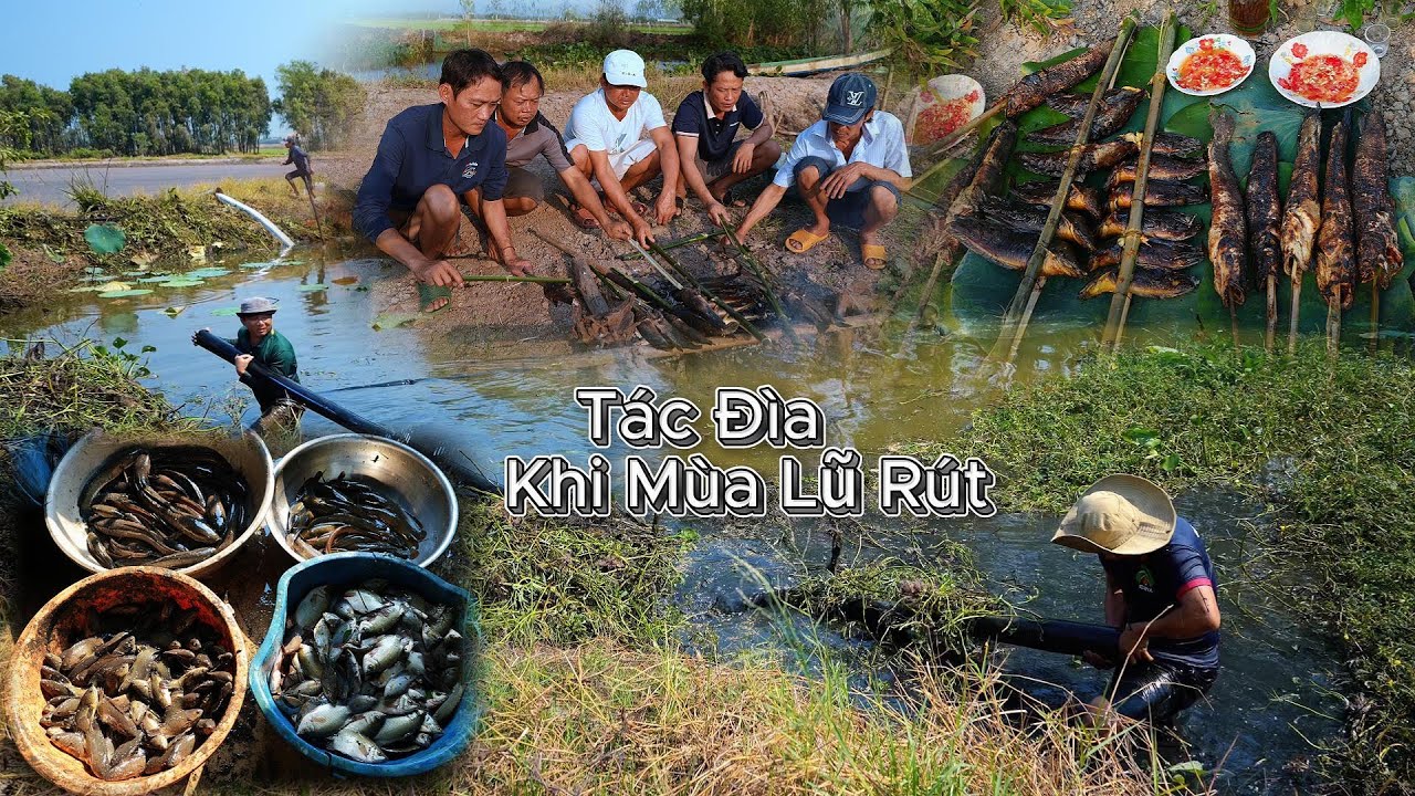 Quá Nhiều Cá Trong Đìa Khi Mùa Lũ Rút - Tại Mộc Hoá Long An  | Gấc Quê