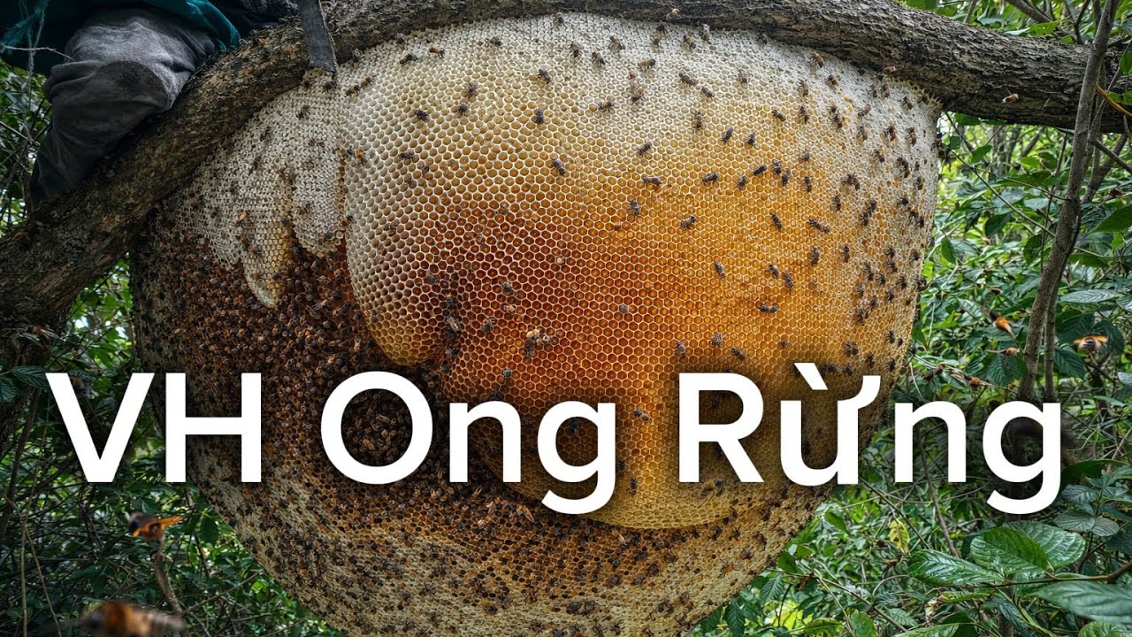 🔥 Hunting Aggressive Wild Beehives in the Jungle #beehunting#wildhoney#beehive #beehunting#wildbees#