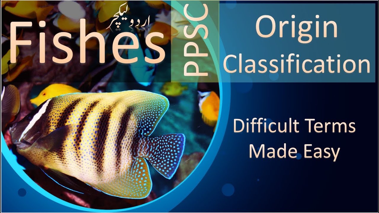 Fishes | Origin | Classification | Terms Made Easy