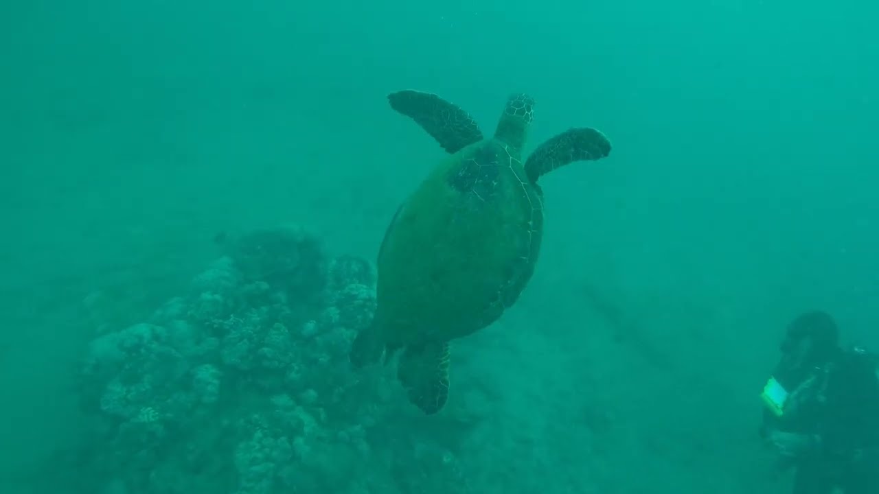 SCUBA Koloa Landing Kauai