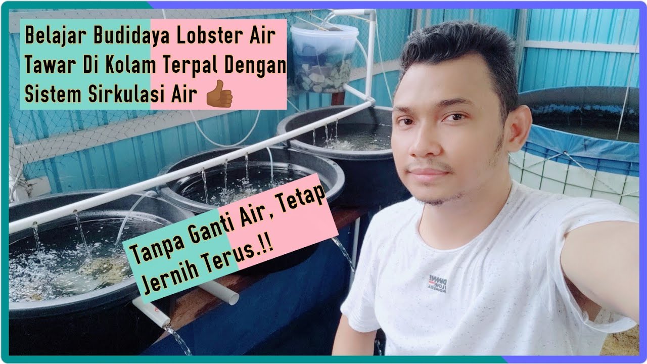 BELAJAR BUDIDAYA LOBSTER AIR TAWAR DI KOLAM TERPAL SISTEM SIRKULASI AIR TETAP JERNIH TANPA GANTI AIR