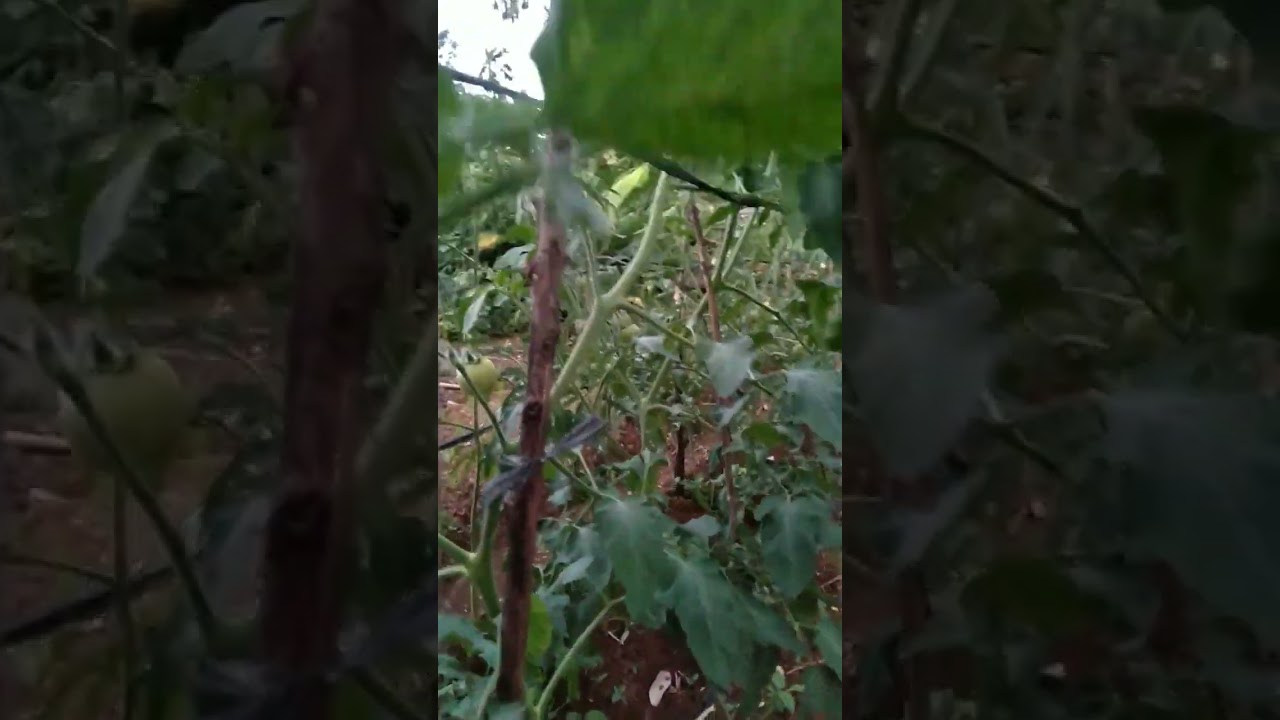 Tomat hibrida untuk dataran rendah - menengah, Determinate, tahan Gemini virus dan layu bakteri.