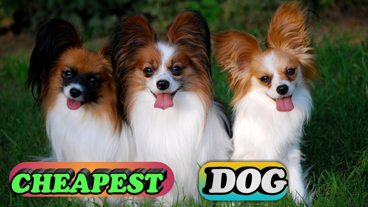 CHEAPEST DOG BREEDS: 5 The cheapest dog breed in the world