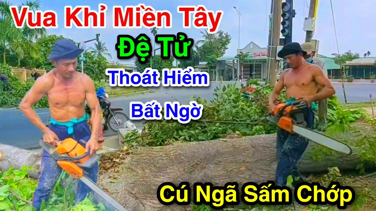 Cực Nóng Thoát Hiểm Trong Gang Tấc Vua Khỉ Điều Động 18 Vị Vua Cưa Hàng Loạt Cây Sao