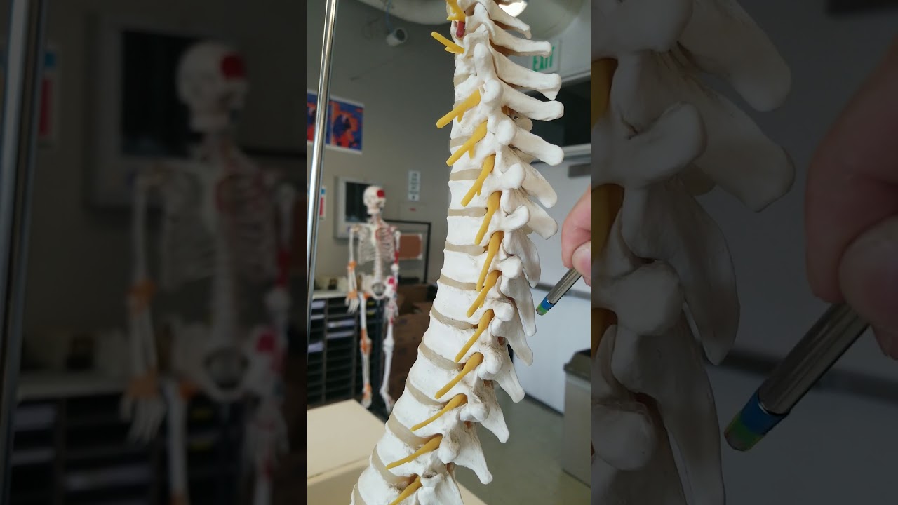 Spinal nerves exiting vertebral column