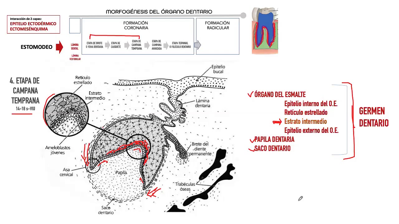 Odontogénesis, 2da parte.