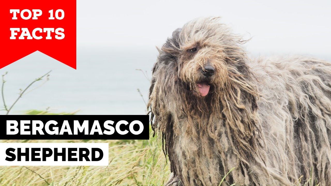 Bergamasco Shepherd - Top 10 Facts