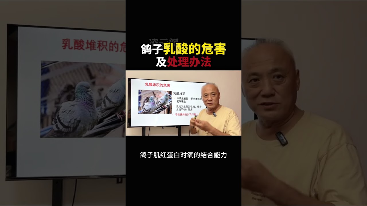 鴿子乳酸堆積的危害有哪些？