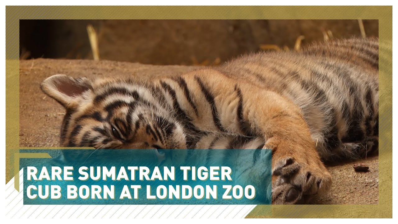 Rare Sumatran tiger cub born at London Zoo