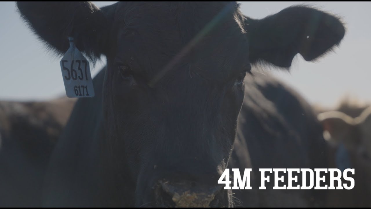 Use of Lactipro&reg; in Cull Cows
