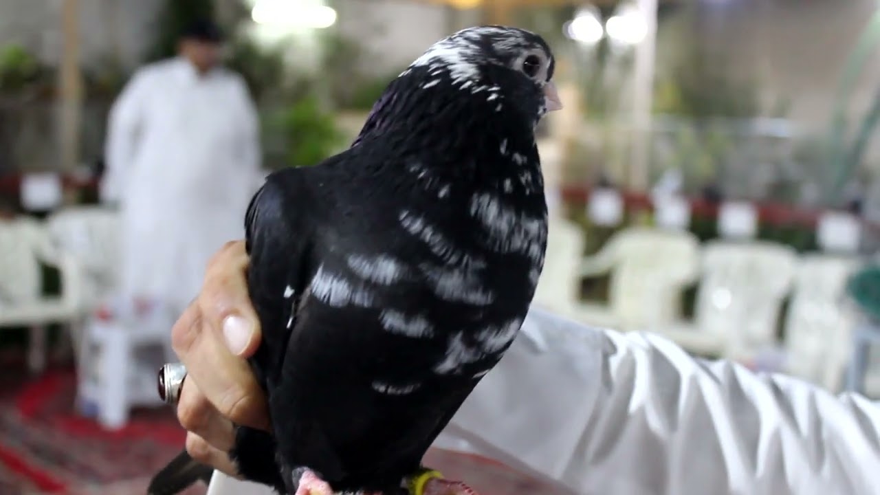 مزاد الحمام القطيفي 1445 ( لحضور المزاد القادم 0545473249 تجمع أساتذة المربين من جده ومكة والطائف)