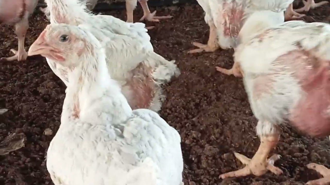 #اليوم الثلاثون من دورة تربية الدجاج الرومي 🐔 الإجراءات اللازمة مع الارتفاع المهول في درجة الحرارة 🔥