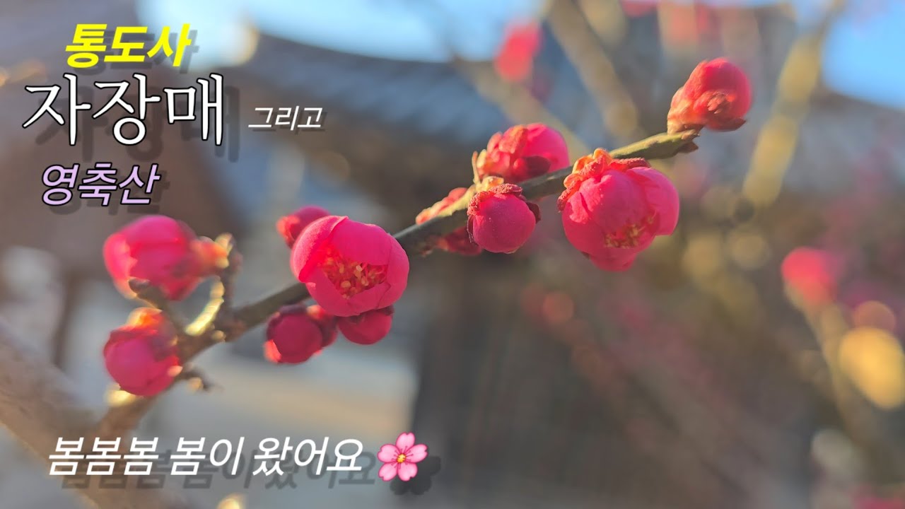 2026년 2월 21일/갑자기 찾아온 봄소식/통도사에서 홍매화보고 영축산까지/지산마을코스