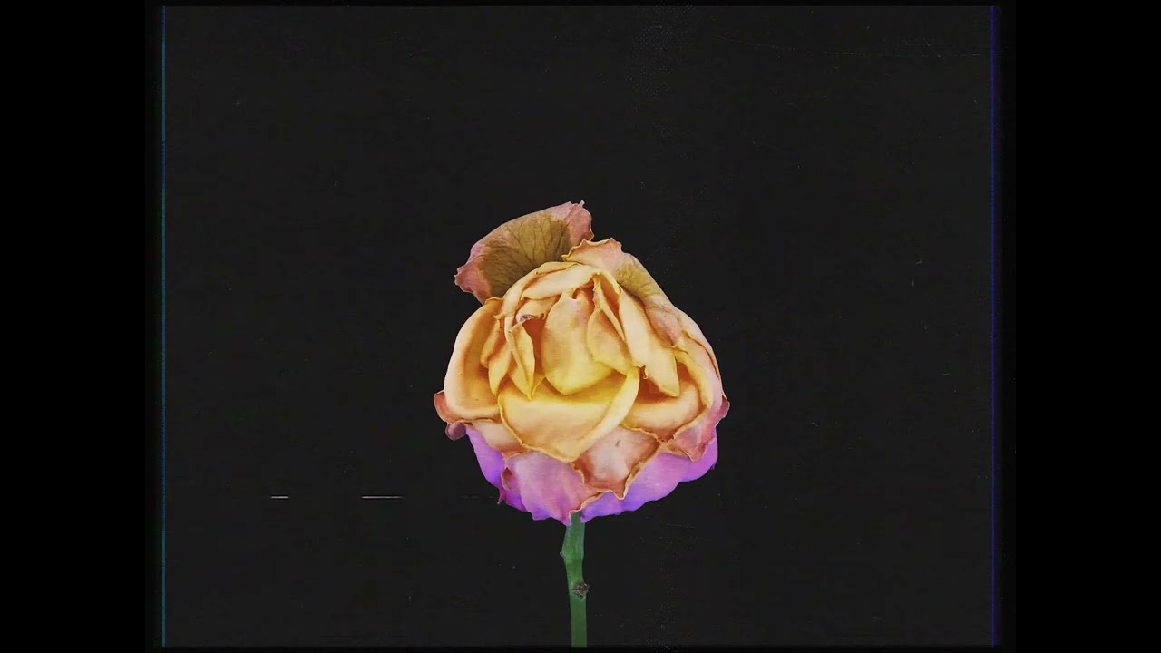 Psychic Guilt - Wither (Official Visualizer)