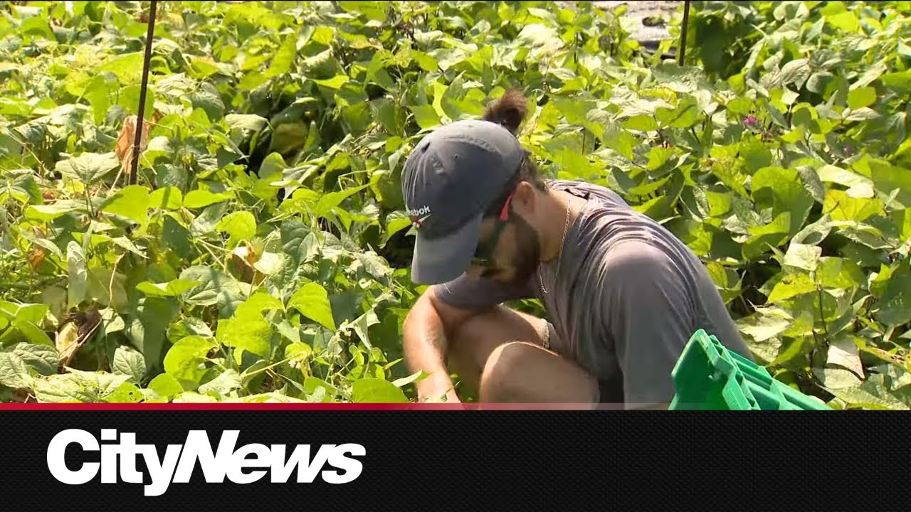 Canada's only supermarket rooftop garden grows in Montreal
