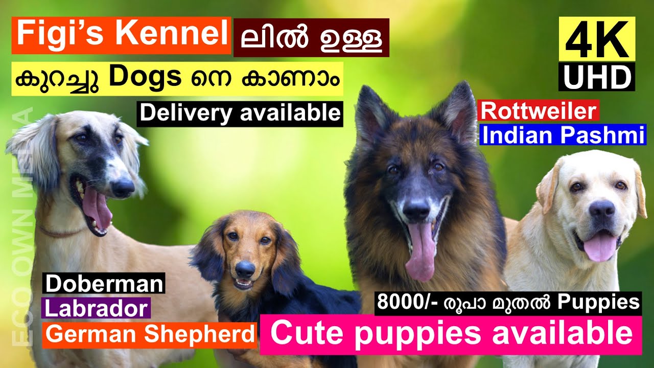 ഇത്‌ കണ്ടാൽ നിങ്ങൾ ഇവിടെ നിന്നും ഒരു പപ്പിയേ വാങ്ങി പോകും 🥰 | Dog farming | Eco own media