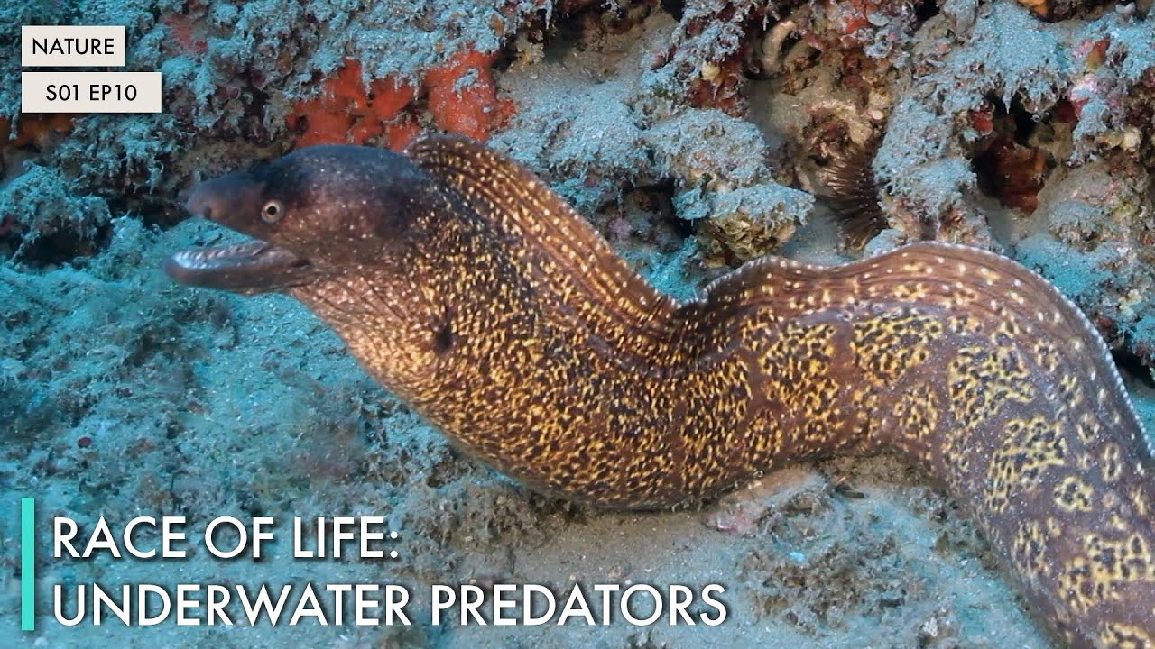 Race of Life: Underwater Predators