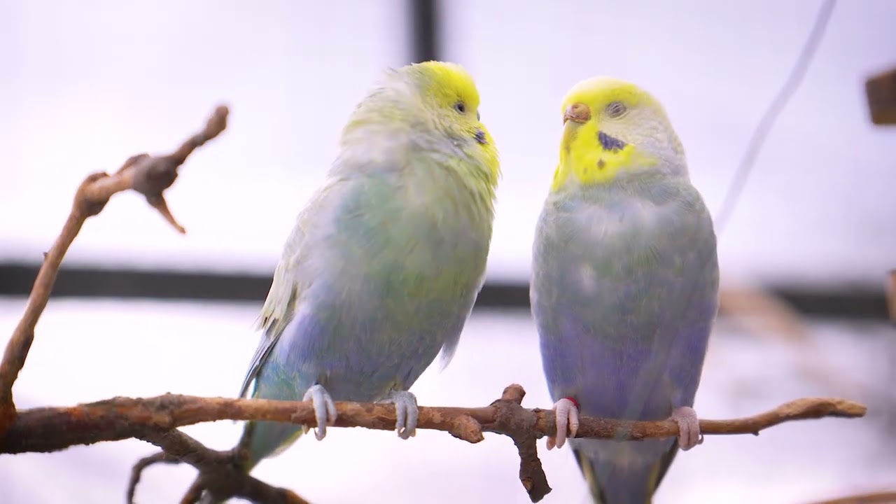 Relaxing Bird Sounds for Winter &mdash; Happy Budgie Edition