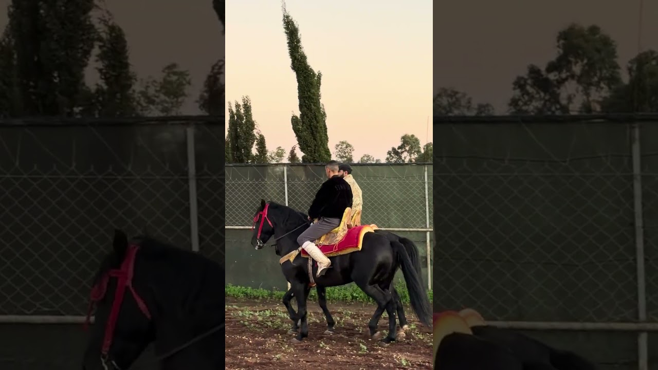 قصة اليسد لي تسرق ليه عودو