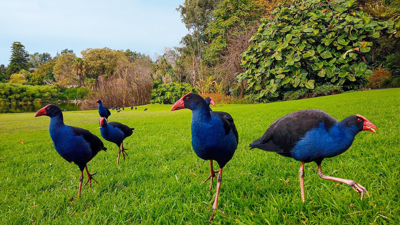 Relaxing Video #4 Purple Swamphen in Royal Botanic Gardens Melbourne｜Australian Wildlife 4K