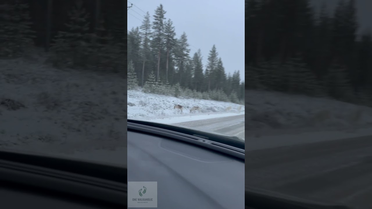 Normal driving in Finland #onewalkaholic #travel #finland #reindeer