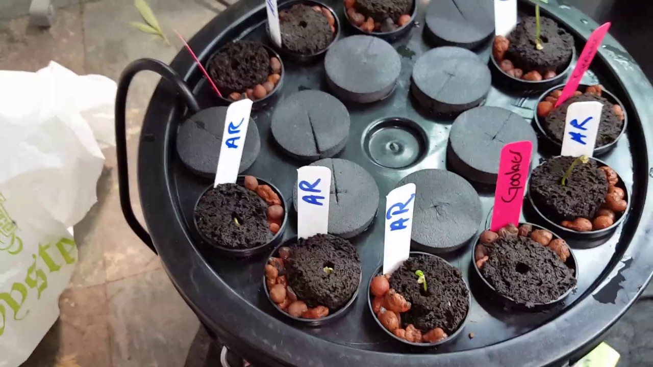 @oceangrown 👽Alien rift👽 @Square1genetics Goober Seedling Update