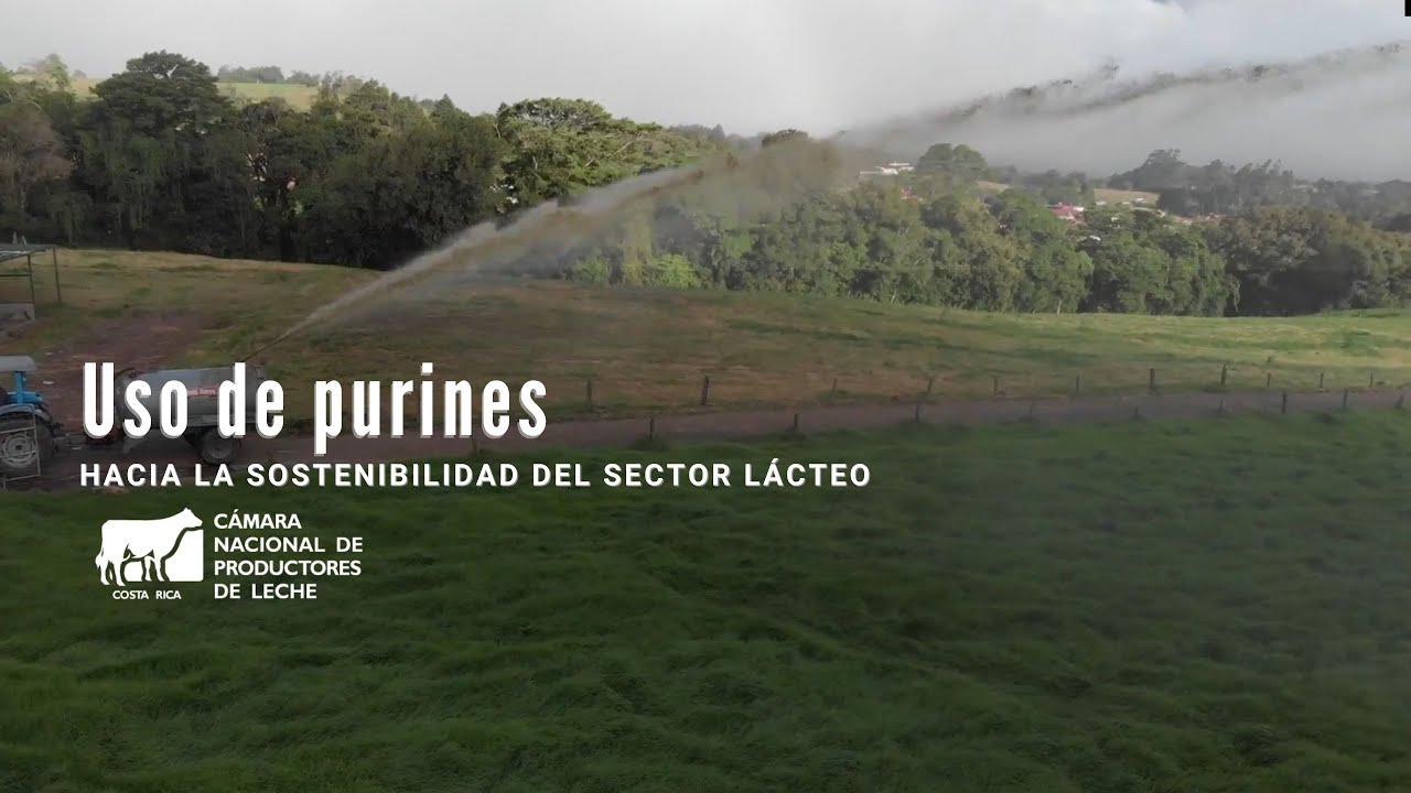 Uso de Purines
