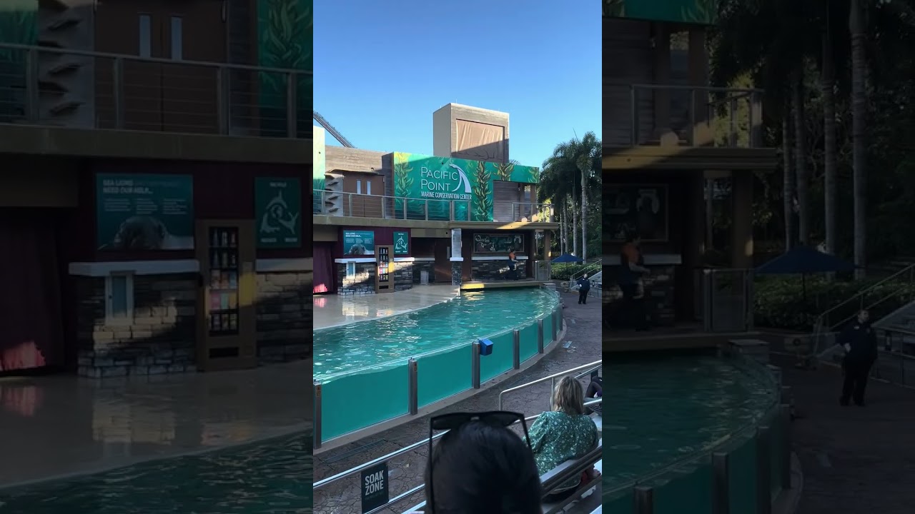 Apresentação dos lobos marinhos #seaworld 