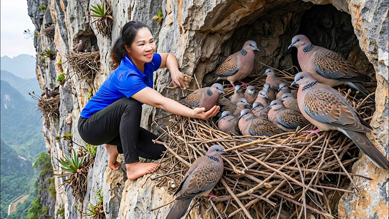 Harvesting Legendary Cliff Birds & Go to Market Sell | Dangerous nest found on vertical mountains