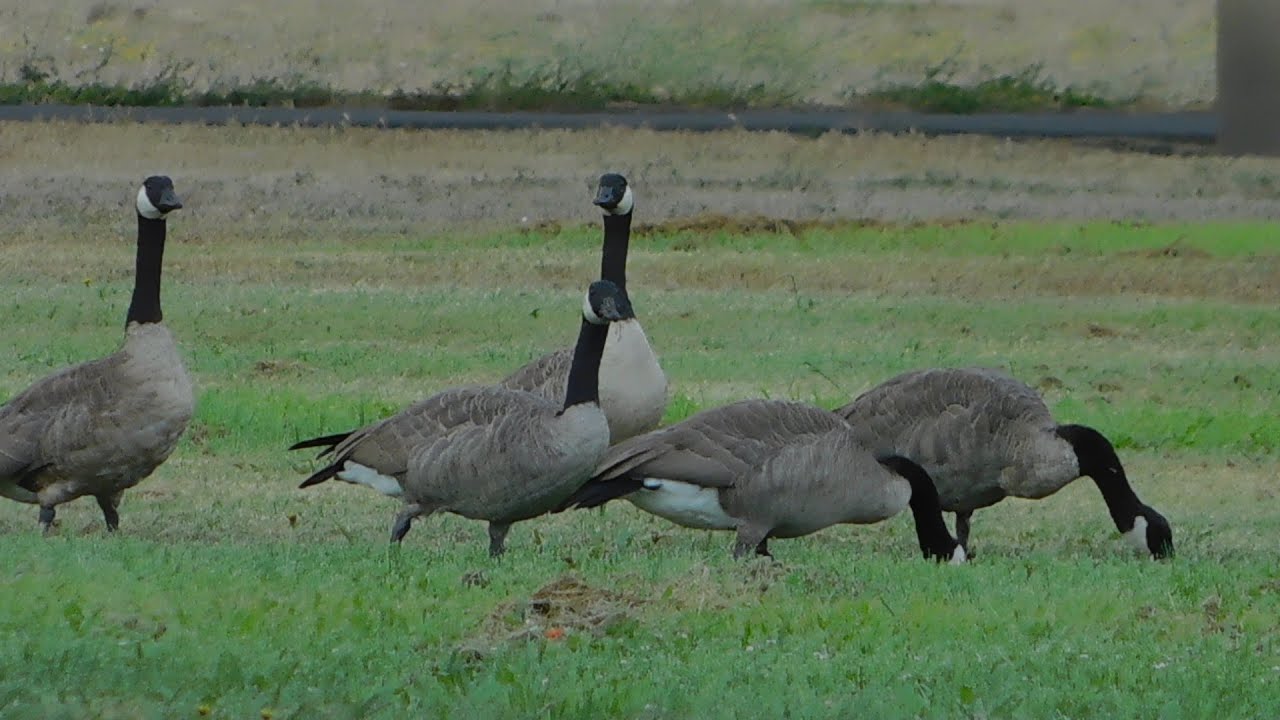 Canada Geese, Jiffette, Blue Jays, Speedy, Fluffy, RT Hawks, Tree Squirrel, Quail and Horses