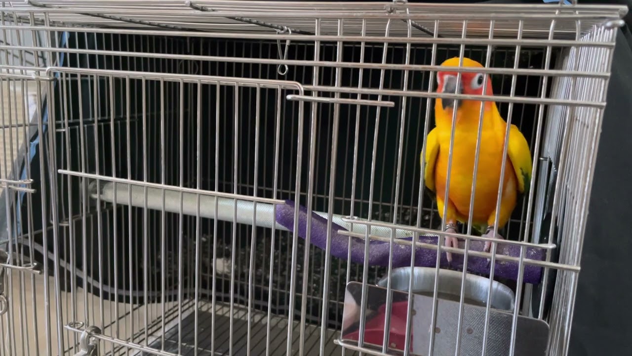 金太陽叫聲穿透力十足 飼養請三思 #ペット #parrot #鸚鵡 #sunconure #金太陽鸚鵡
