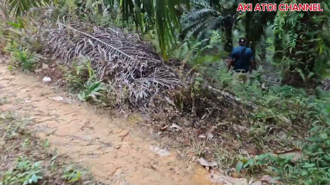 Boleh di jadikan contoh // TERJAH kebun sawit anak saudara saya // 