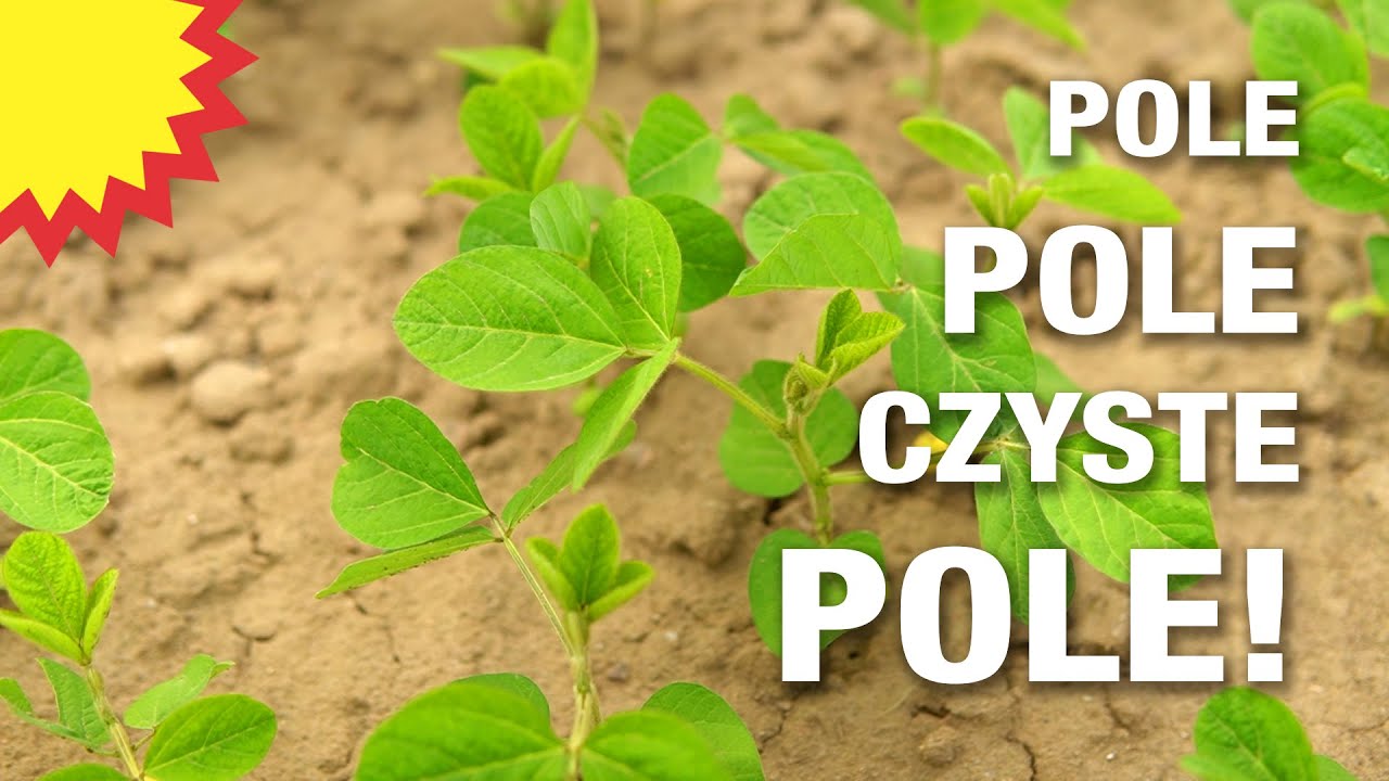 Soja: ocena plantacji po wschodach