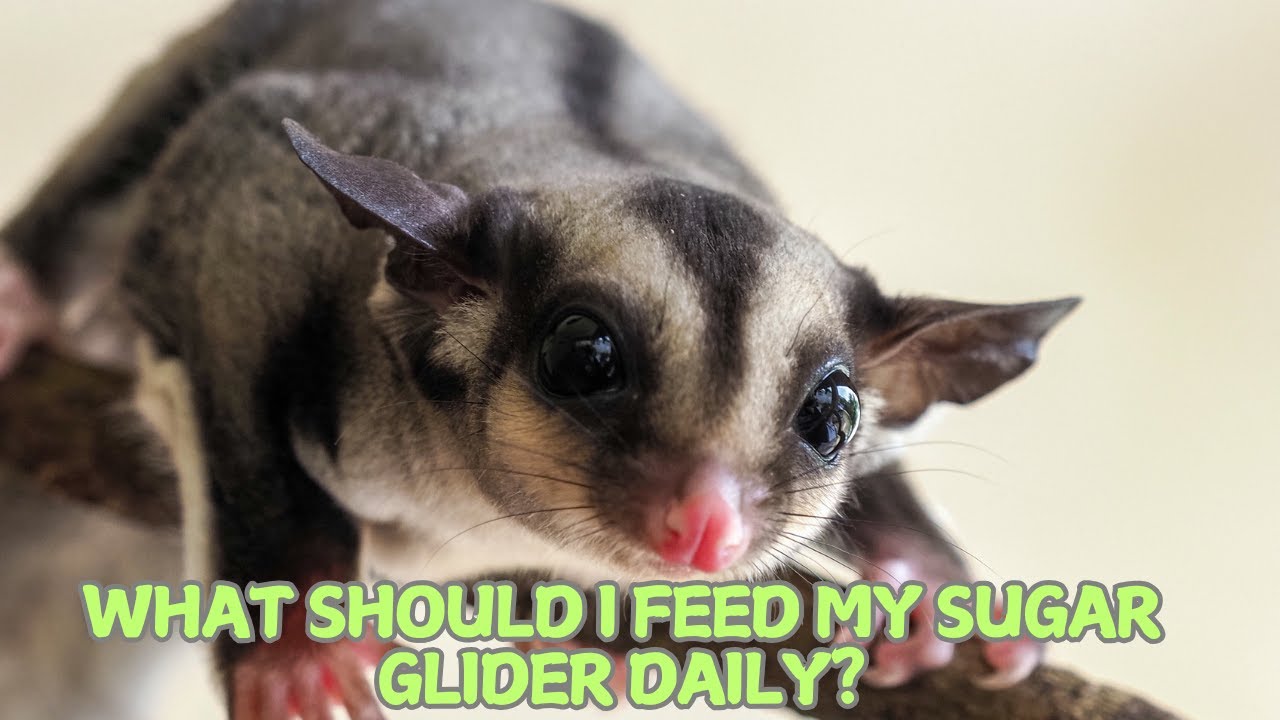 What Should I Feed My Sugar Glider Daily? 🐾✨
