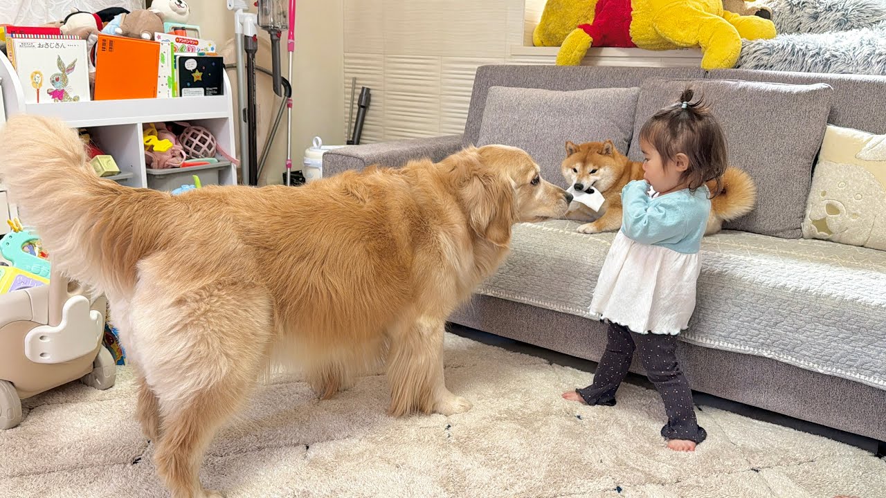 1歳児の靴下を奪って逃げた豆柴を1歳児の代わりに取り返そうとするゴールデンレトリバー