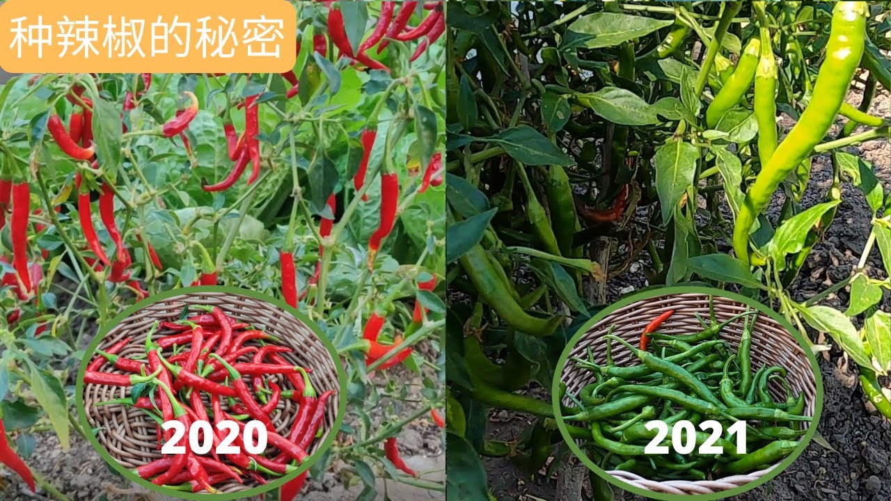 【辣椒种植】6年龄辣椒树结辣椒又大又多的秘密  2年辣椒结果对比