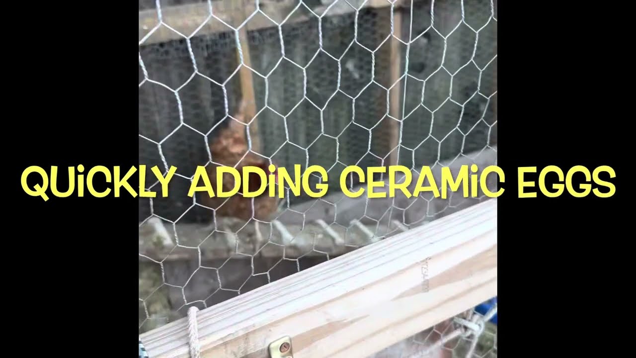 Trickery in the coop