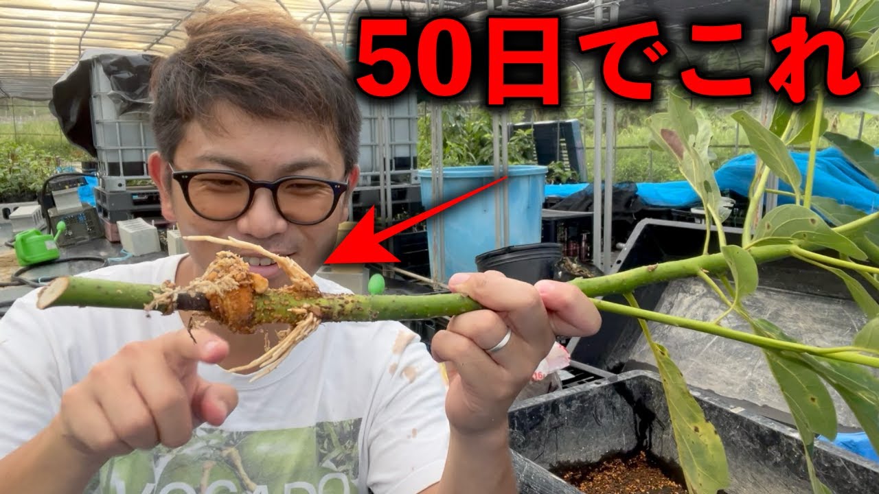 50日で果樹を増やす方法