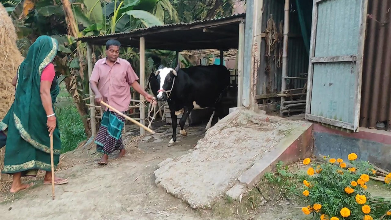 গ্রামের কৃষক পরিবার সকাল থেকে সন্ধ্যা যা যা করে 🌴simple village vlog