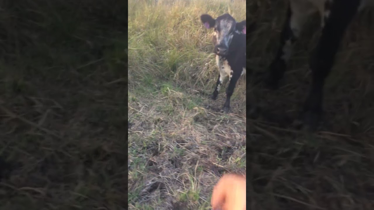 hearding stray to water